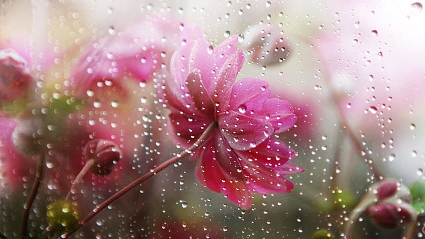 Falling Rain In Flower Flowers Under The Rain HD wallpaper