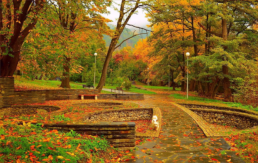 Benches in Park of Fall Foliage, Leaves, Trees, Fall, Parks, Nature, Landscapes, Benches, Autumn HD wallpaper