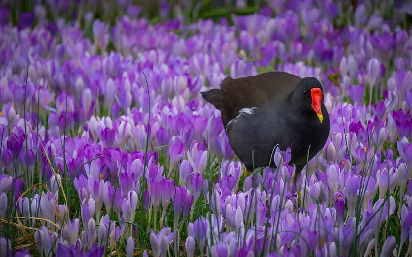 Bird, black, pasare, spring, purple, pink, field, flower, crocuses HD wallpaper
