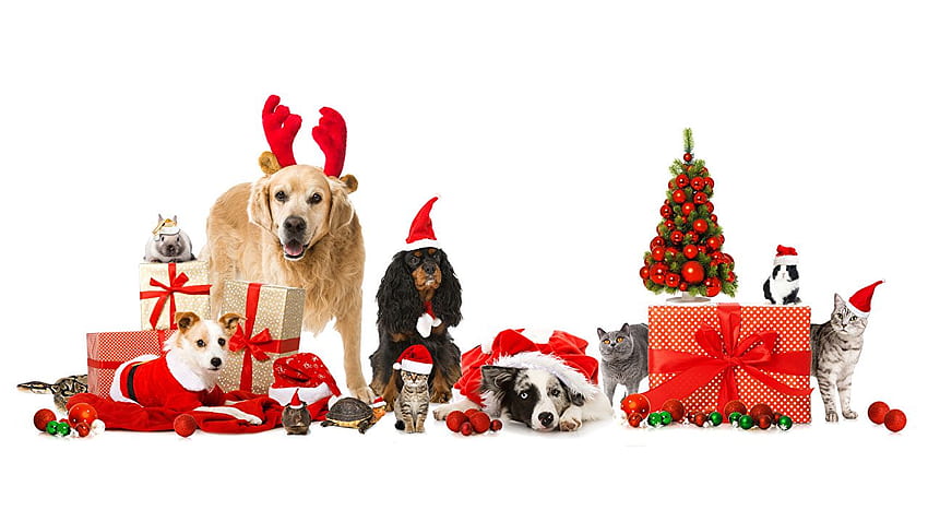 Border Collie Cats Dogs New year Winter, Christmas Pets HD wallpaper