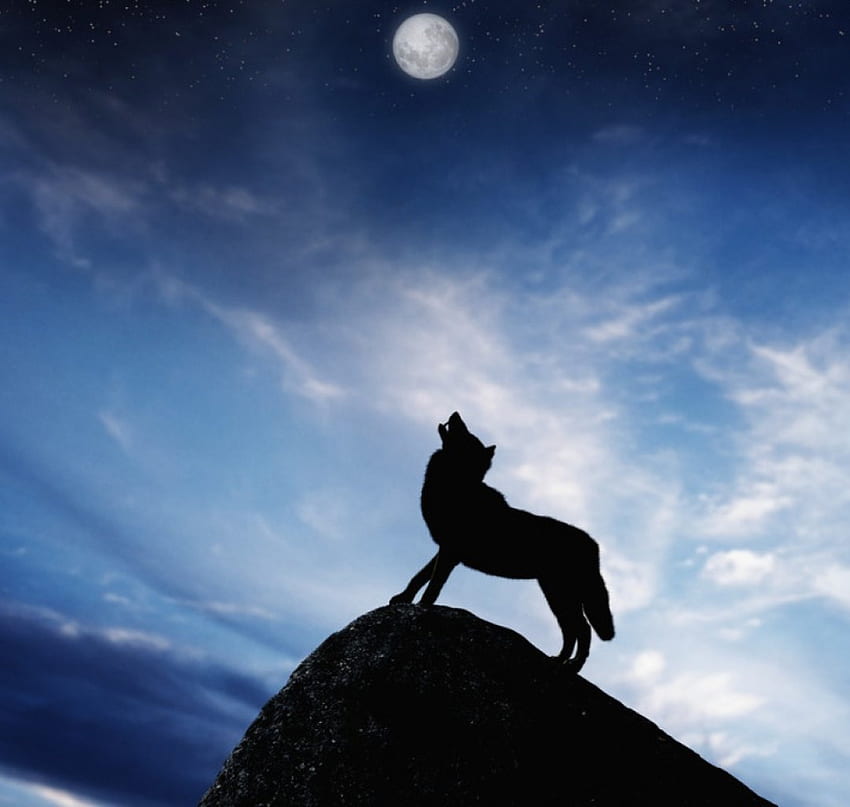AAUUUUUU!、夜、オオカミ、月、暗い 高画質の壁紙