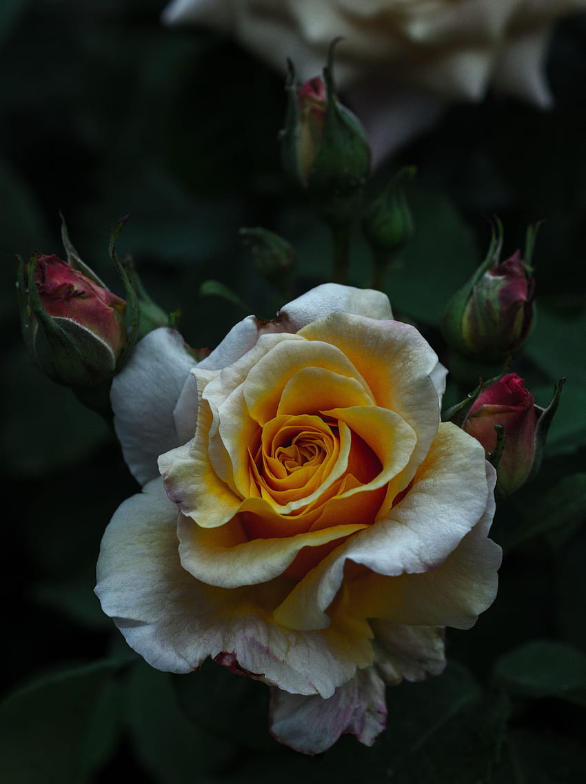 Blumen, Strauch, Blume, Rosenblüte, Rose, Blütenblätter, Knospe HD-Handy-Hintergrundbild