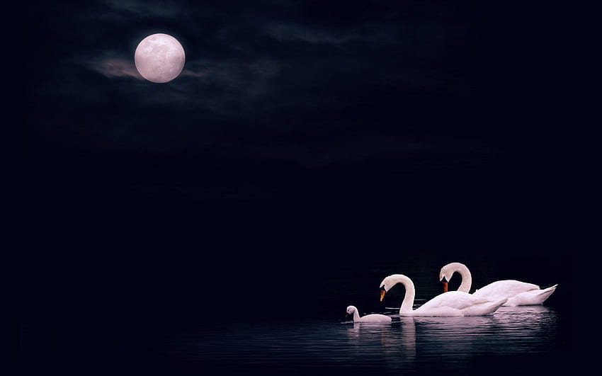 Swan Lake . Kunst, See HD wallpaper