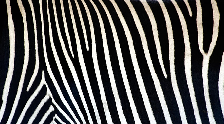 Zebra Background, Animal Print HD wallpaper | Pxfuel