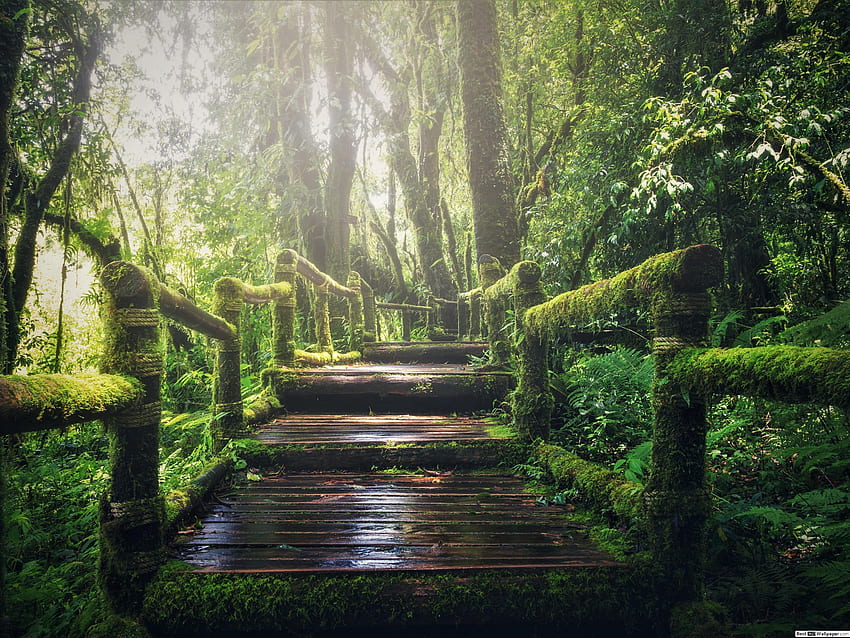 Immergrüner Wald HD-Hintergrundbild