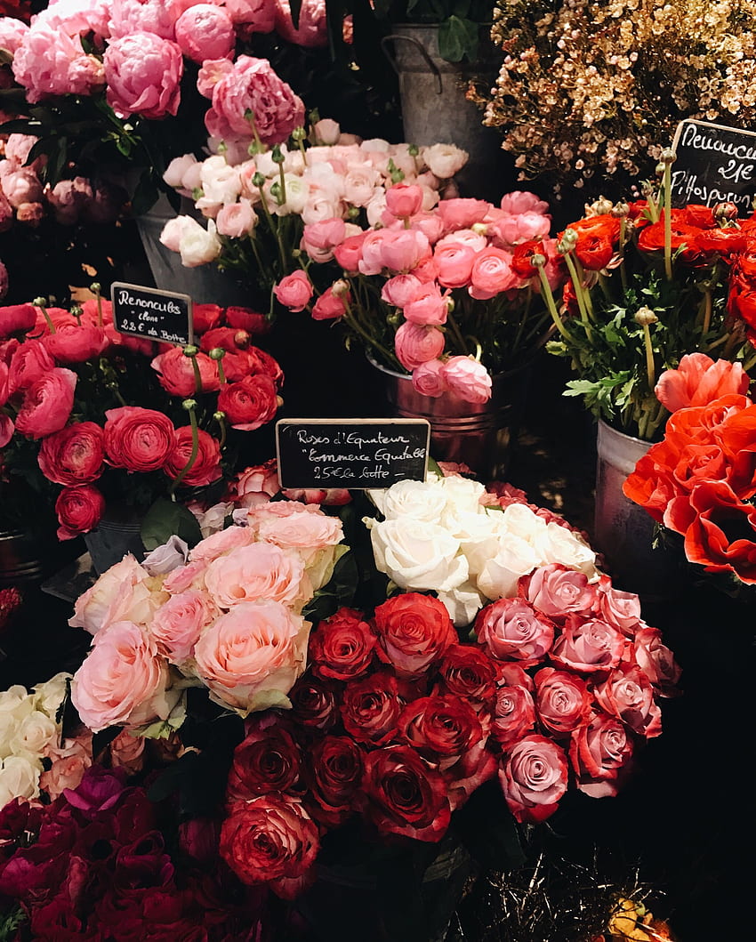 Jessica Whitaker는 프랑스 파리의 한 꽃가게에서 산뜻한 분홍색과 빨간색 장미 부케를 선보이고 있습니다. 예쁜 꽃 배경, 분홍색과 붉은 장미, 푸른 꽃 HD 전화 배경 화면