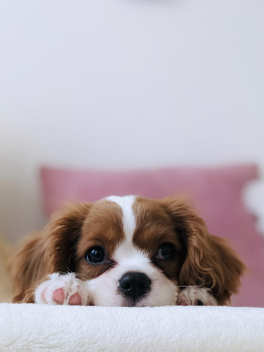 Cute Dog NawPic [] for your , Mobile & Tablet. Explore Cute Dog Phone . Cute Dog , Cute Dog , Cute Dog Background, Puppy HD phone wallpaper