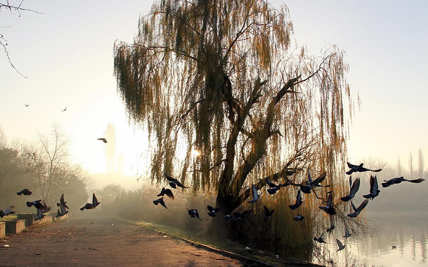 Weeping Willow Tree - Weeping Willow - - HD wallpaper