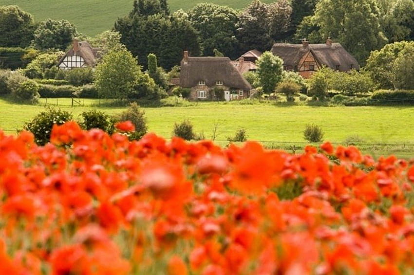 Beautiful , thatched, beautiful, flowers, grass, houses, foliage HD wallpaper