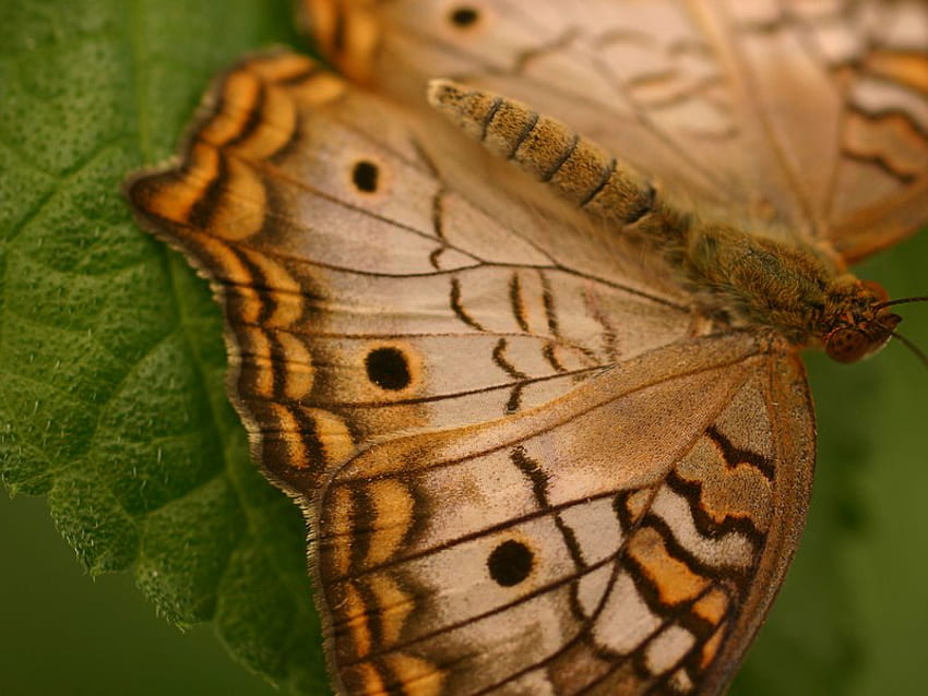 Brown Butterfly, brown, awsum, butterfly, beauty HD wallpaper