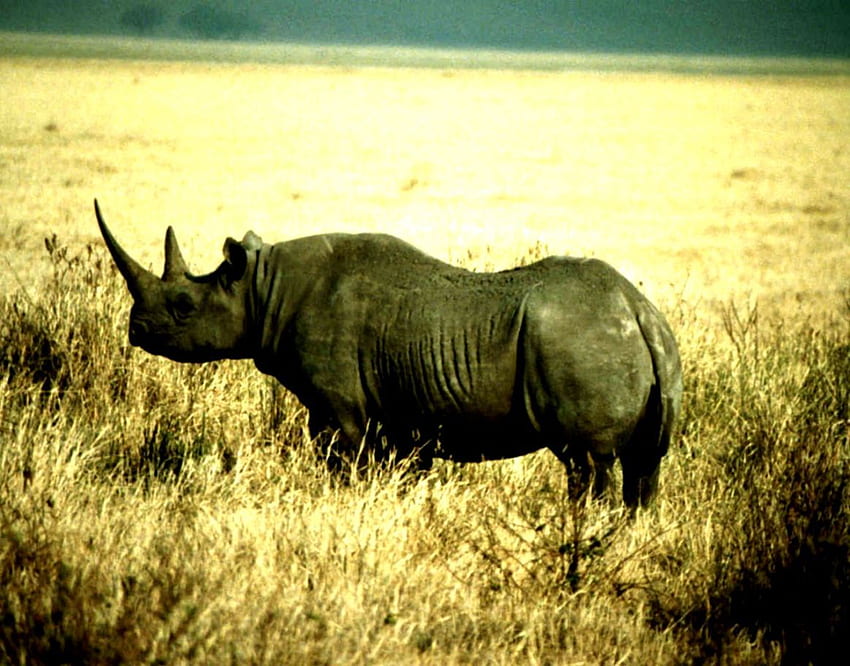 Rhinoceros HD wallpaper | Pxfuel