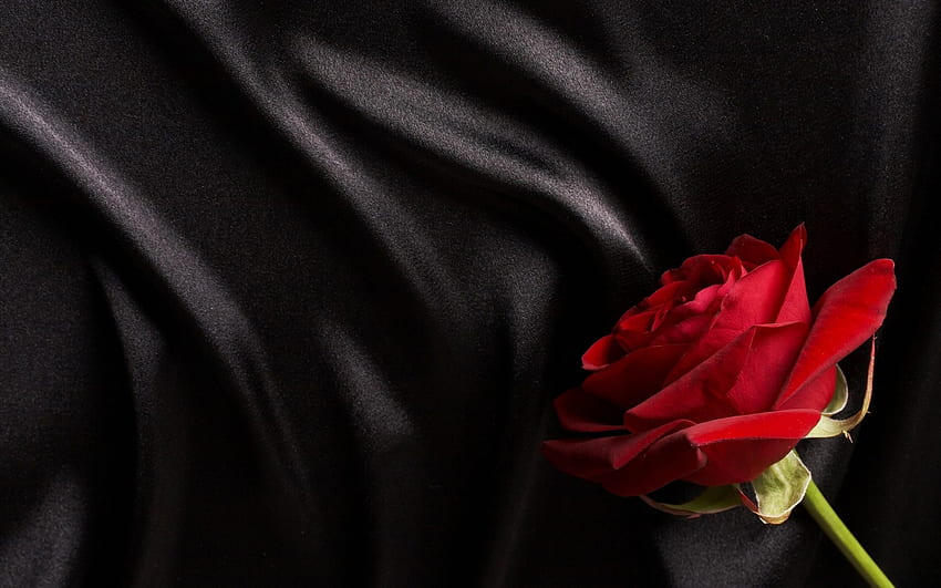 Rose rouge sur soie noire, rose, noir, fleur, vert, rouge, texture, soie Fond d'écran HD
