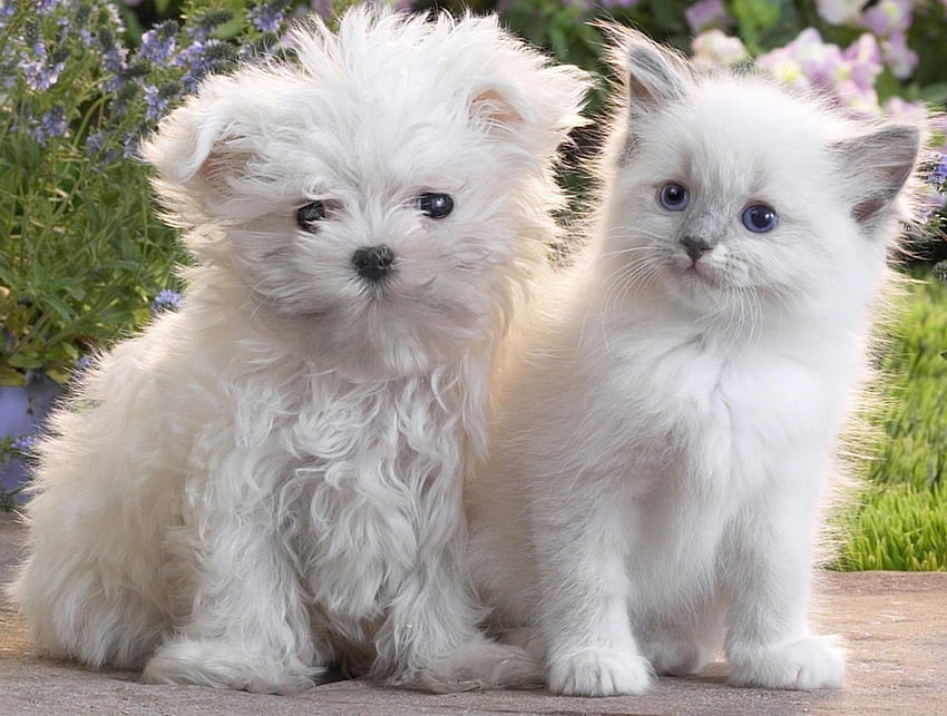 Бяло кученце и коте, животно, куче, коте, кученце, бяло, котка HD тапет