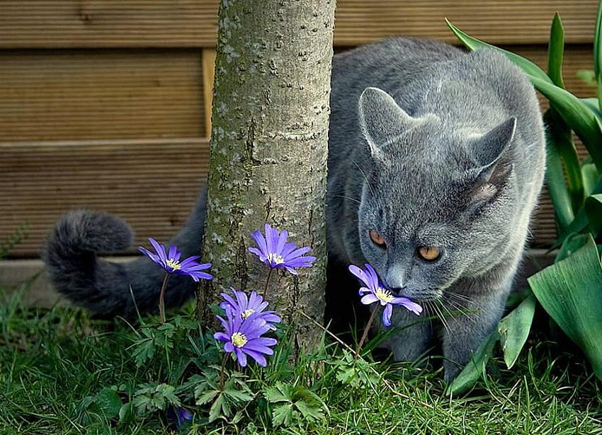 Белчета, синьо, листа, камбанка, котка, цветя, трева, дърво HD тапет