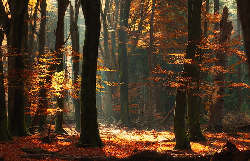 Pan's Domain, paisaje, árboles, hojas de otoño, rayos de sol. fondo de pantalla