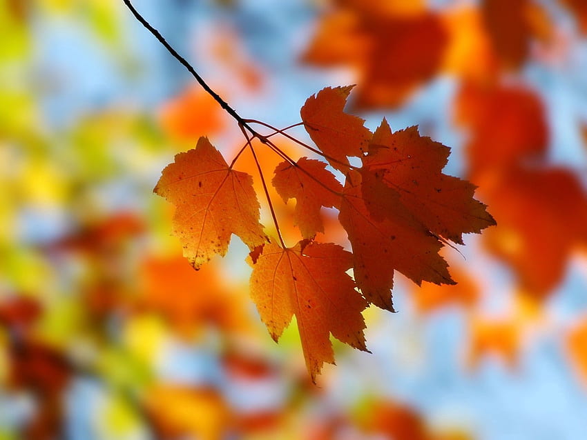 Nature, Leaves, Branch, Maple HD wallpaper