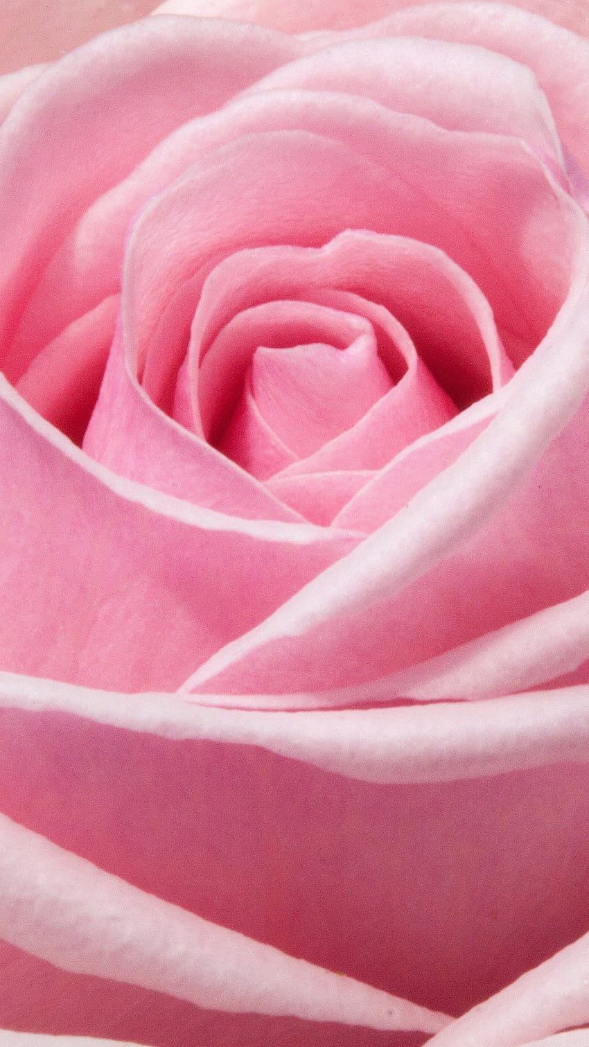 Pink Rose - iPhone, Android & Background, Pink Roses Phone HD phone wallpaper