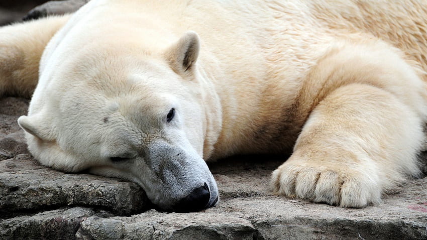 สัตว์ อ้วน หนา หมีขั้วโลก พักผ่อน วอลล์เปเปอร์ HD