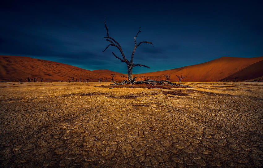 the sky, cracked, tree, earth, desert, drought for , section пейзажи HD wallpaper