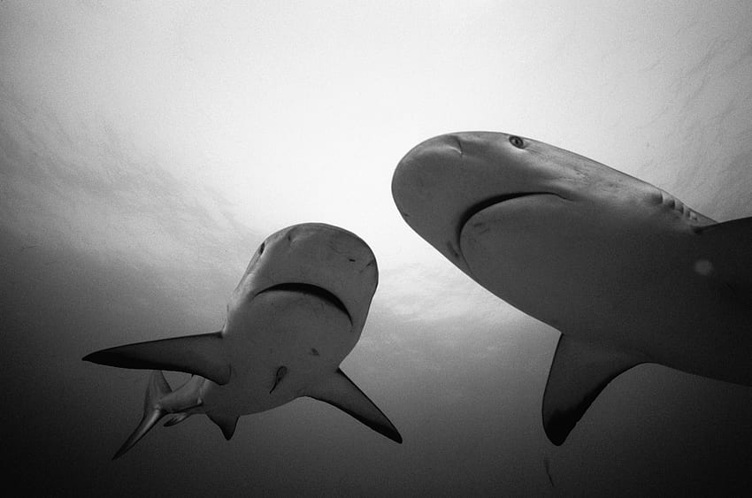 Tiere, Wasser, Haie, Paar, Paar, Bw, Chb HD-Hintergrundbild