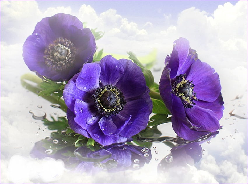 Beautiful, white, purple, leaves, petals, green, flowers, dewy, dreamy, water, droplets HD wallpaper