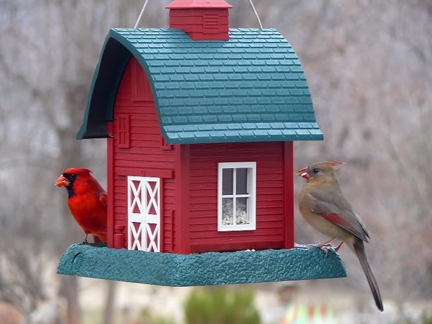I Can't Get Into the Barn? Can You, barn, feeder, birds, cardinals HD wallpaper