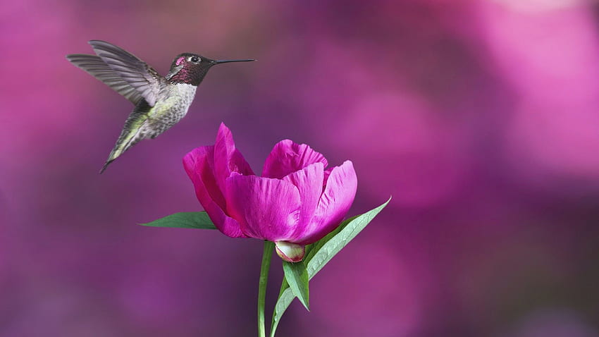 Hummingbird & Poppy, ฤดูร้อน, สีม่วง, Hummer, ชมพู, Poppy, ดอกไม้, Hummingbird, ฤดูใบไม้ผลิ, นก วอลล์เปเปอร์ HD