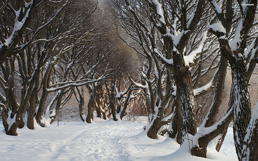 Zimowa Ścieżka, Szlak, Zima, Śnieg, Drzewa Tapeta HD