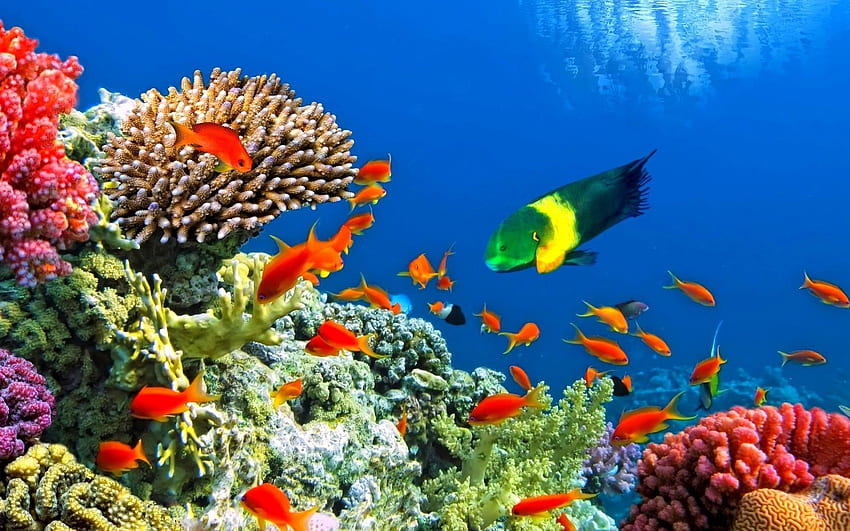 Bewegendes Aquarium, Bewegen unter Wasser HD-Hintergrundbild