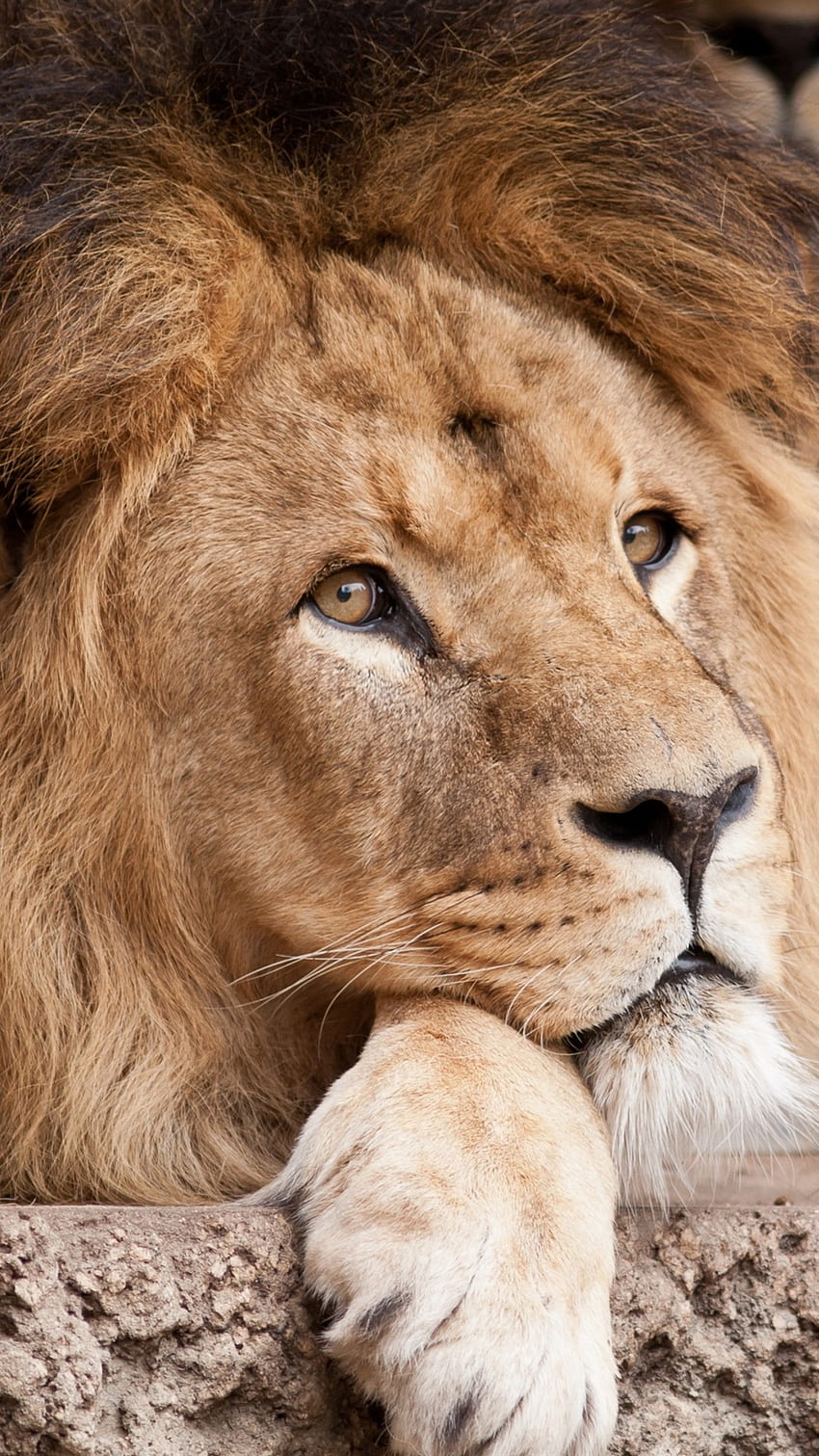 Ngắm nhìn hình ảnh sư tử thương tâm đang khóc lóc vì gìn giữ đồng bằng hoang vu. Nét đẹp hoang dã của loài sư tử sẽ khiến bạn hoàn toàn nể phục và yêu mến chúng. 