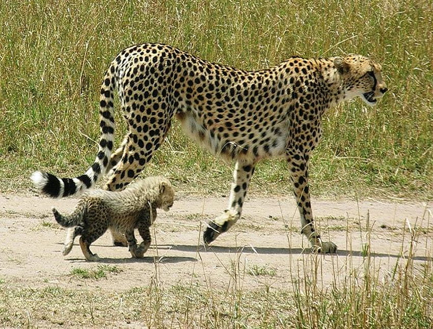 Slow Down Mum, cub, mother, cute, wild, spots, cheetahs HD wallpaper