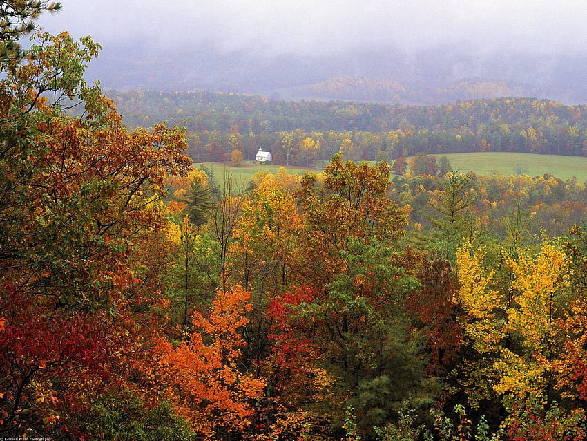 Natura, drzewa, trawa, jesień, Dahl, odległość Tapeta HD