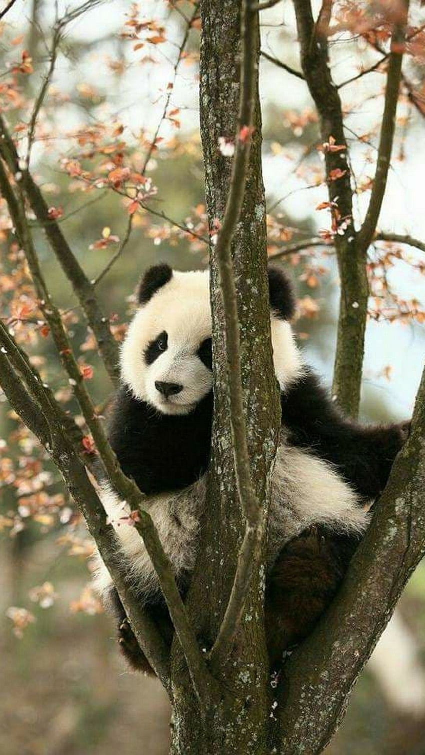 iPhone Panda. Mejor . Datos de panda, animales salvajes lindos, oso panda, panda rojo lindo fondo de pantalla del teléfono