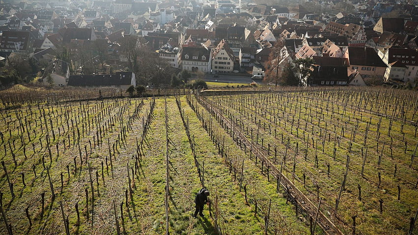 Inverno quente (quase) acaba com uma tradição de vinho doce na Alemanha - The New York Times, Winery papel de parede HD
