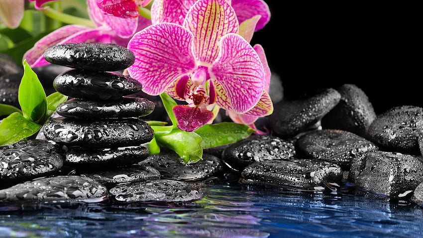 Orchids, relaxing, leaves, spa, orchid, water, stones HD wallpaper