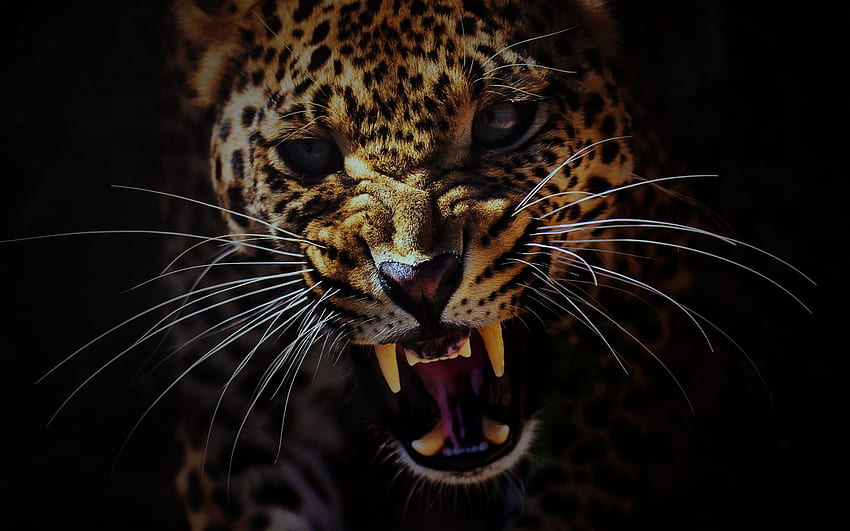 of Leopard Hissing / Growling Baring its Teeth HD wallpaper