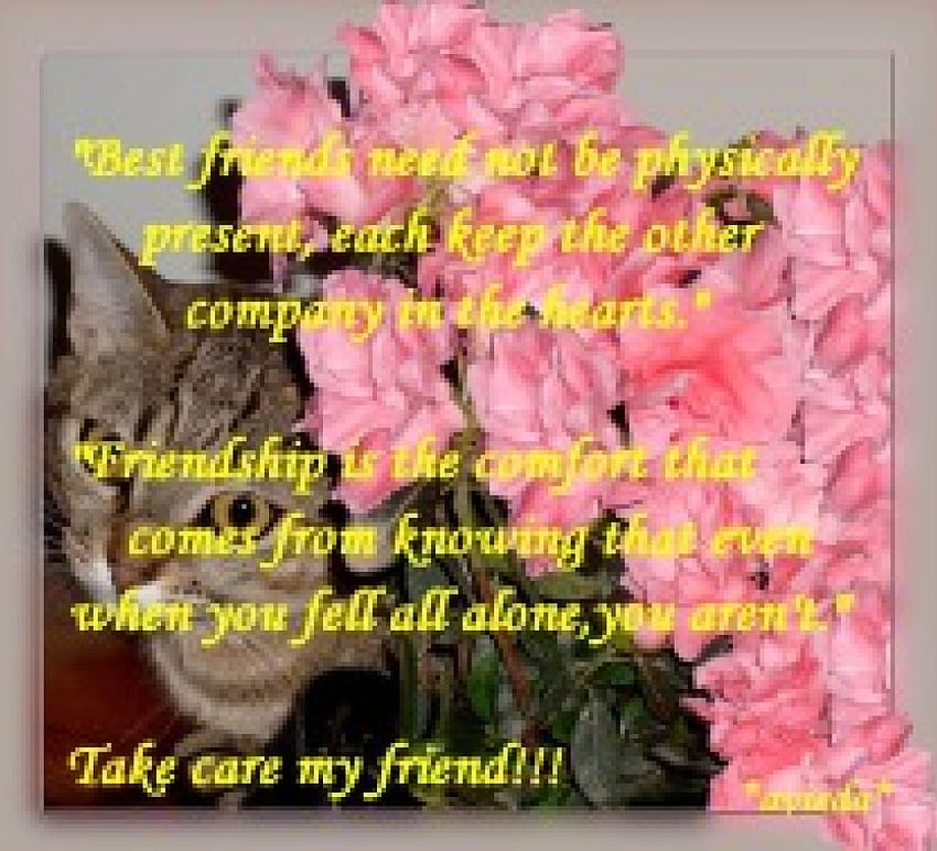 Take Care Friend, pink flowers, friendship quote, tabby cat HD ...