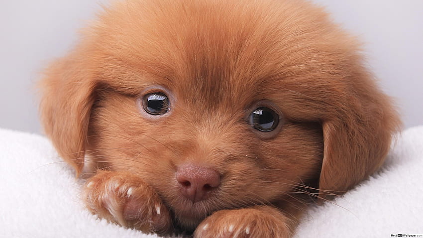 Cute puppy eyes, Dog Eyes HD wallpaper | Pxfuel