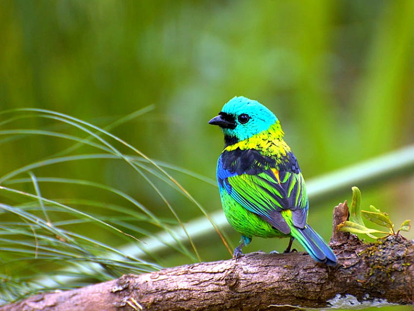 Pássaro colorido, colorido, bonito, pássaro papel de parede HD