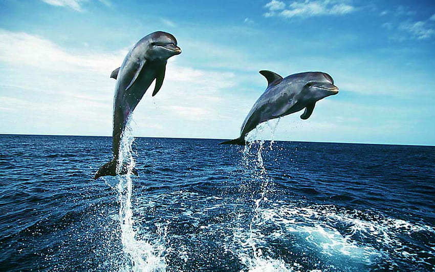 Dolphin . Ocean , Underwater, Cute Dolphin HD wallpaper