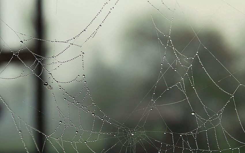 Web, Drops, Macro, Dew, Holes, Cobweb, Gossamer HD wallpaper