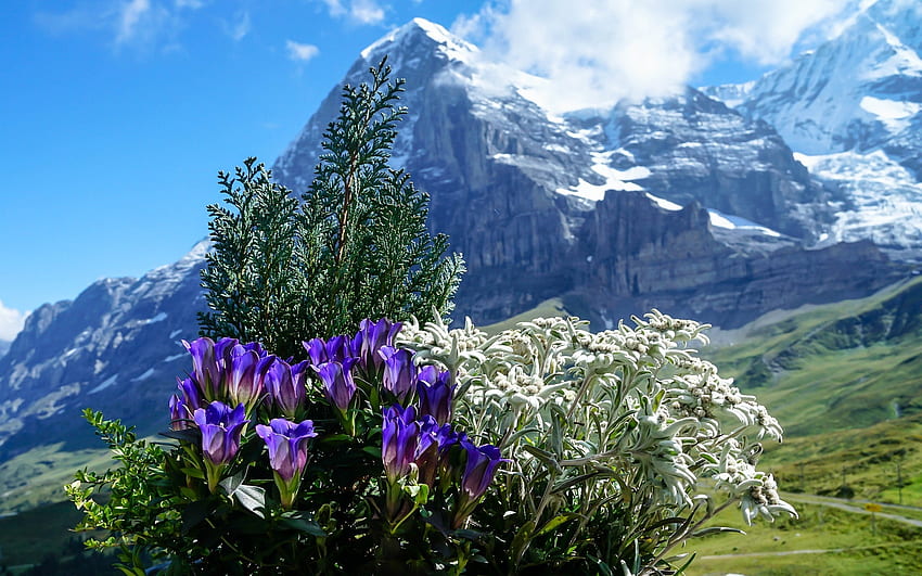 Alpi svizzere, Svizzera, monte, Alpi, fiori Sfondo HD