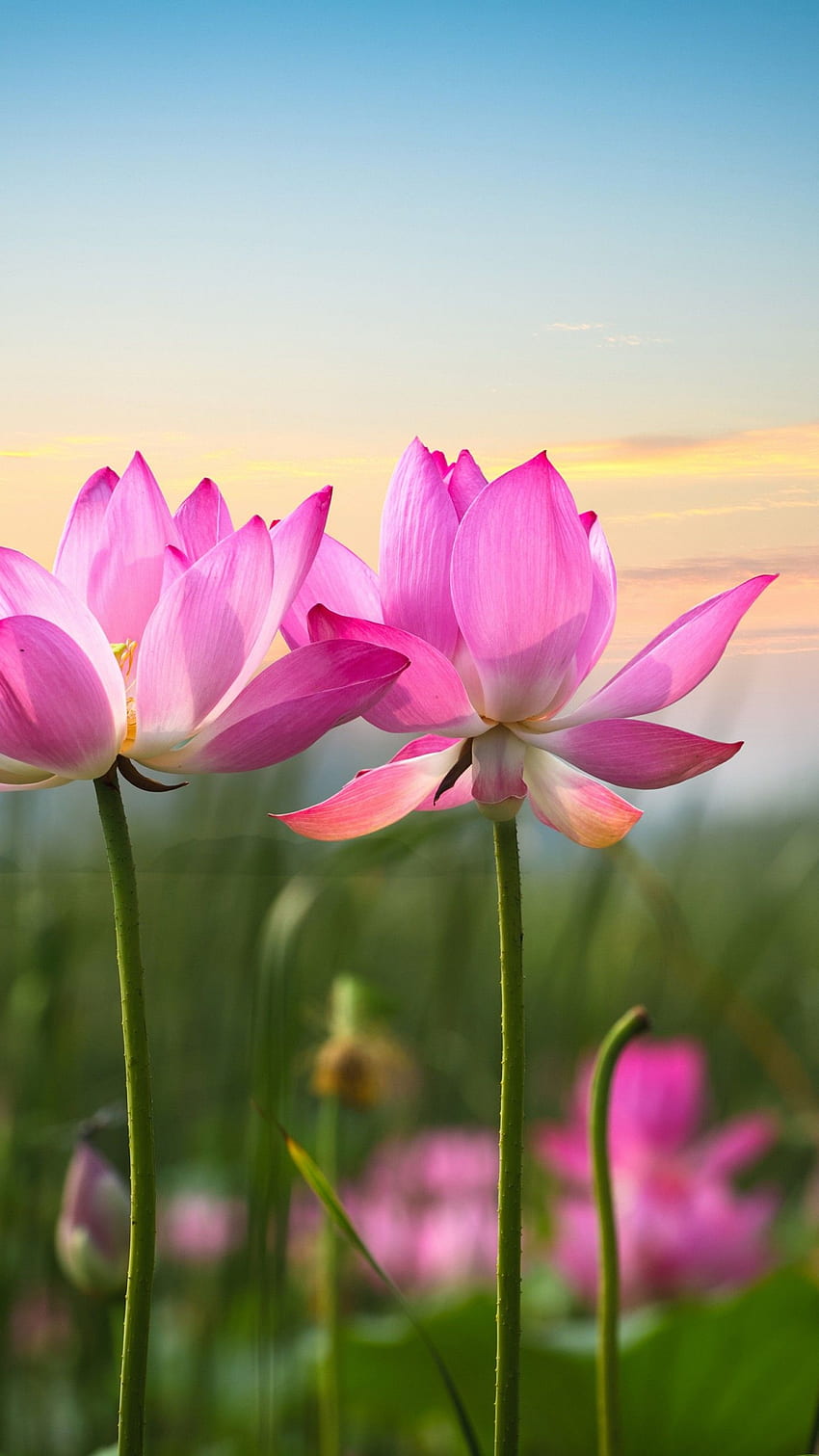 Lotus flowers, Pink flowers, , Flowers,. for iPhone, Android, Mobile and HD phone wallpaper