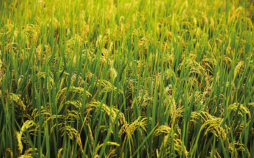 Pole ryżowe o wysokiej rozdzielczości, pole ryżowe Tapeta HD