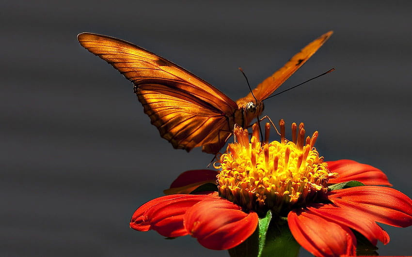 Macro, Light, Light Coloured, Flight, Butterfly, Wings HD wallpaper