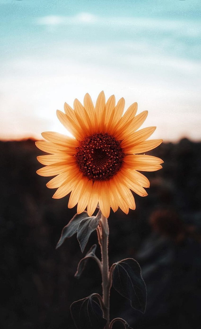 Słonecznik . Słonecznik, kwiat, vintage, vintage Słonecznik Zachód słońca Tapeta na telefon HD