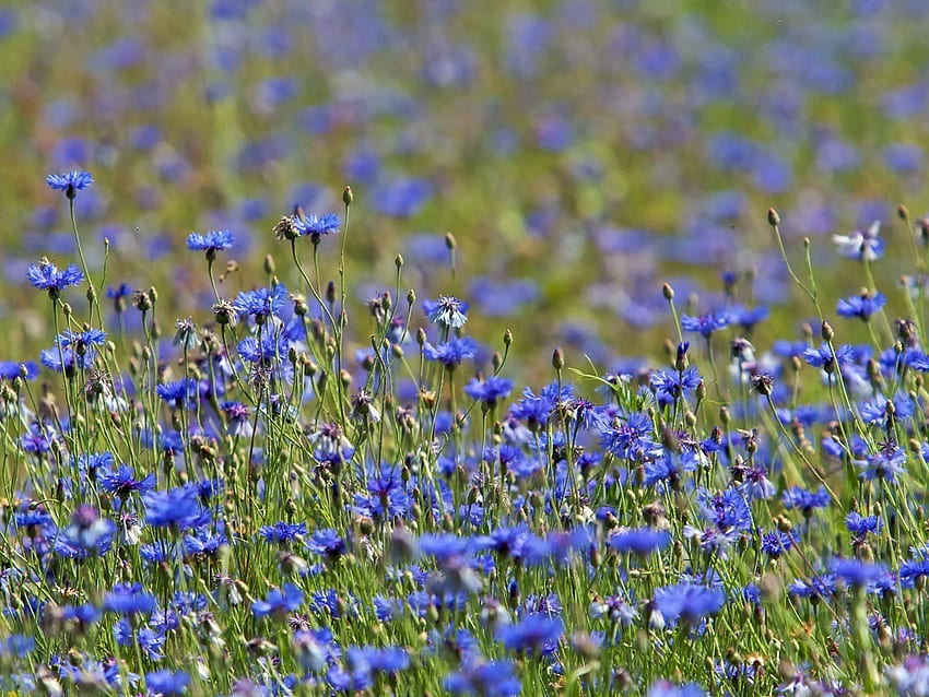 ธรรมชาติ ดอกไม้ ฤดูร้อน บลูคอร์นฟลาวเวอร์ ทุ่งหญ้า วอลล์เปเปอร์ HD
