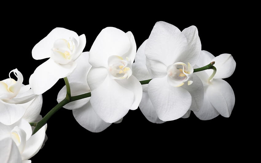 *** Storczyki ***, biały, natura, kwiaty, storczyki Tapeta HD