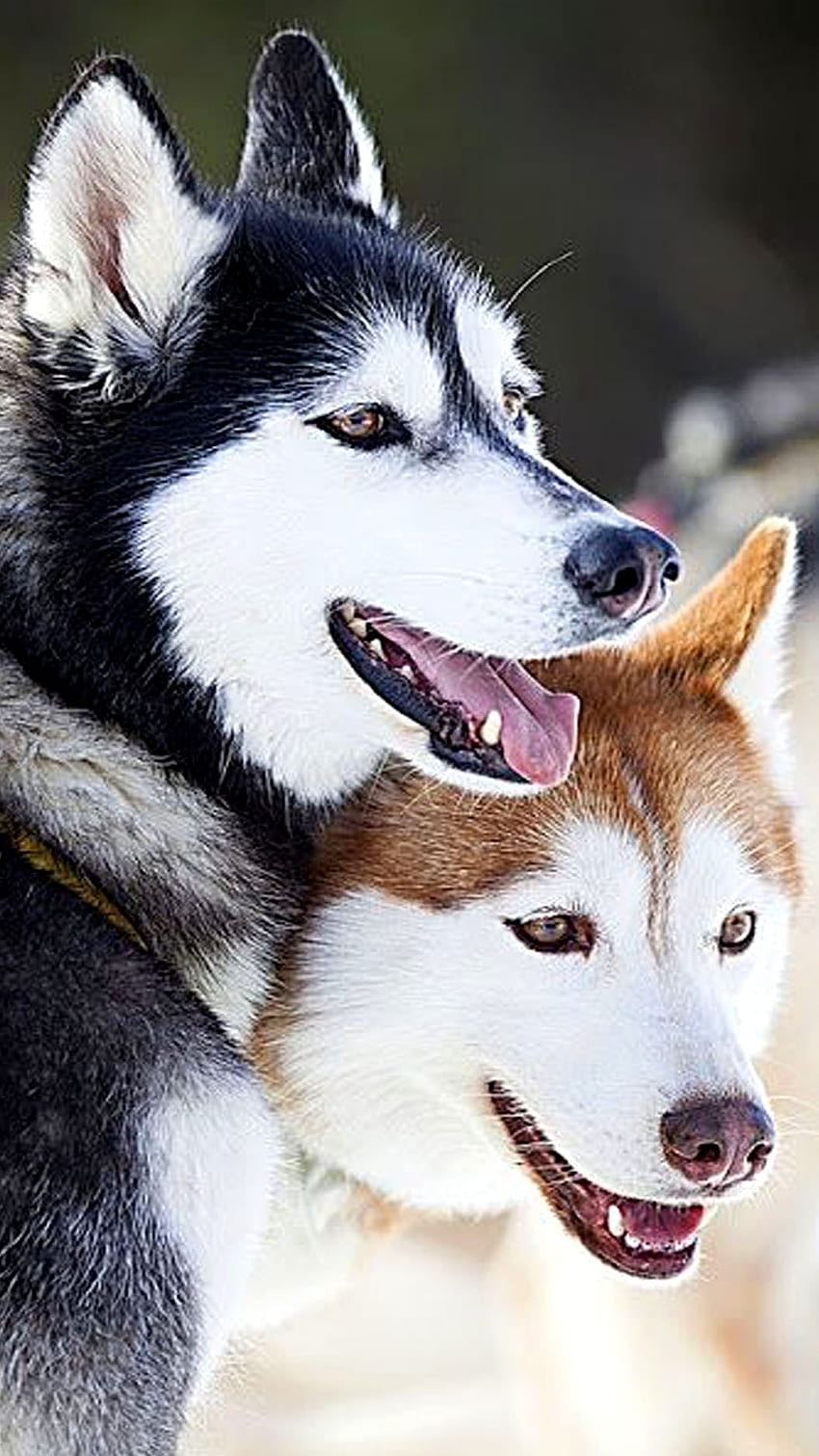 Husky-Hund, süß, heiser HD-Handy-Hintergrundbild