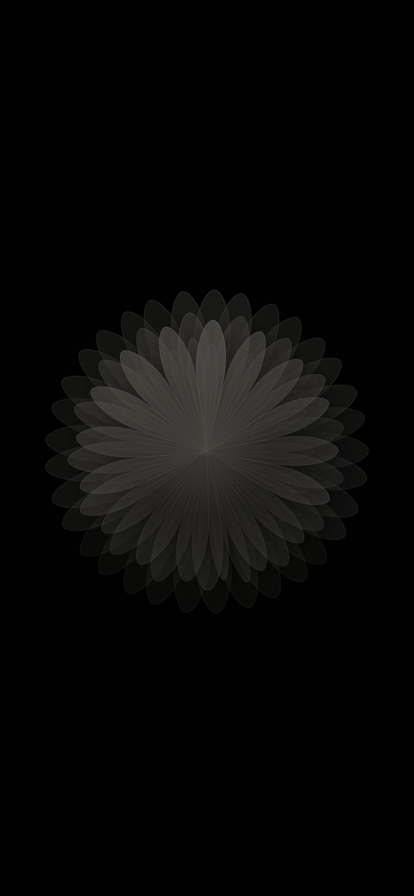 Roman's Apple : iPhone X AMOLED couleur fleur noire Fond d'écran de téléphone HD
